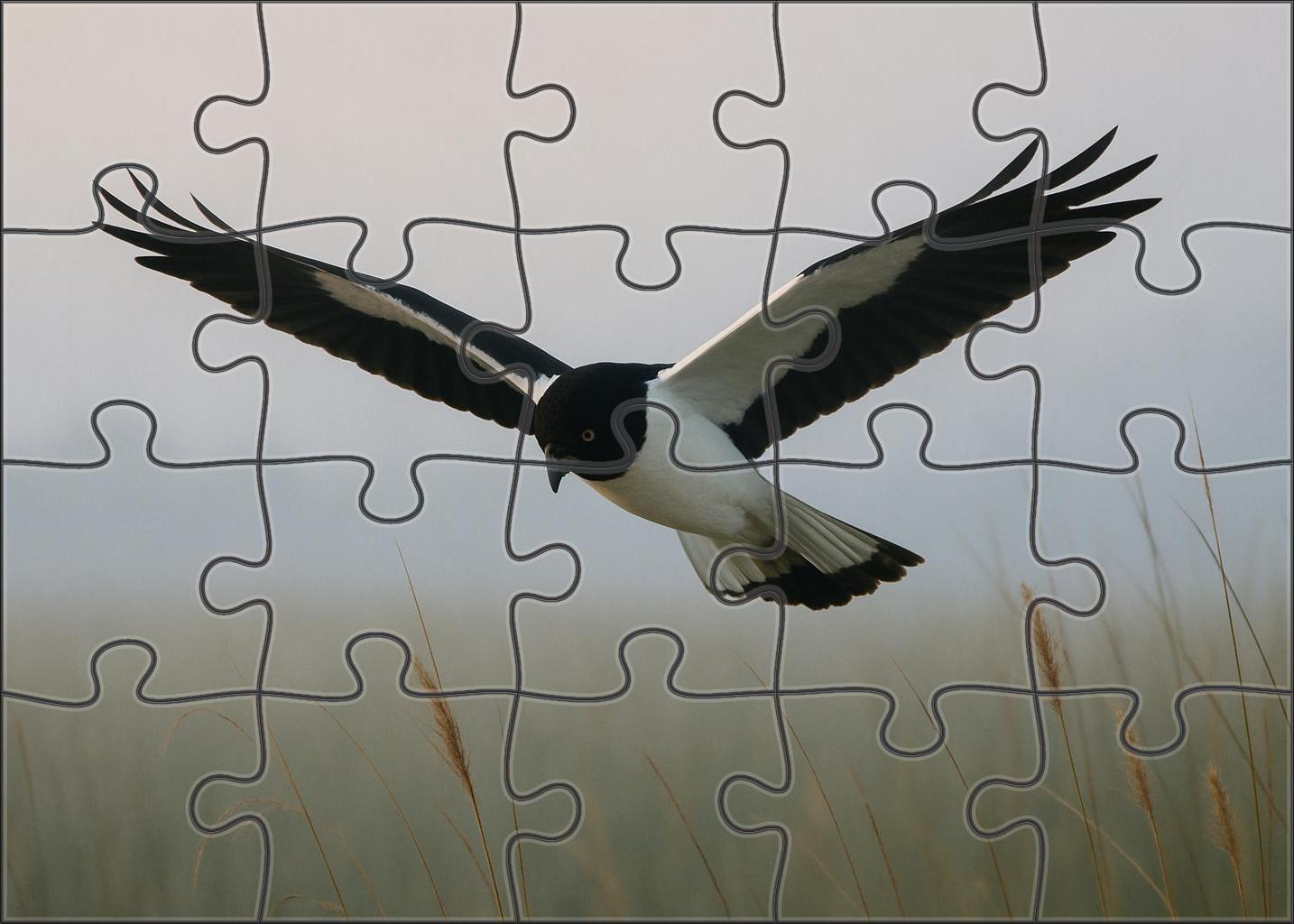 Pied Harrier Graceful Marshland Hunter Puzzle Fun