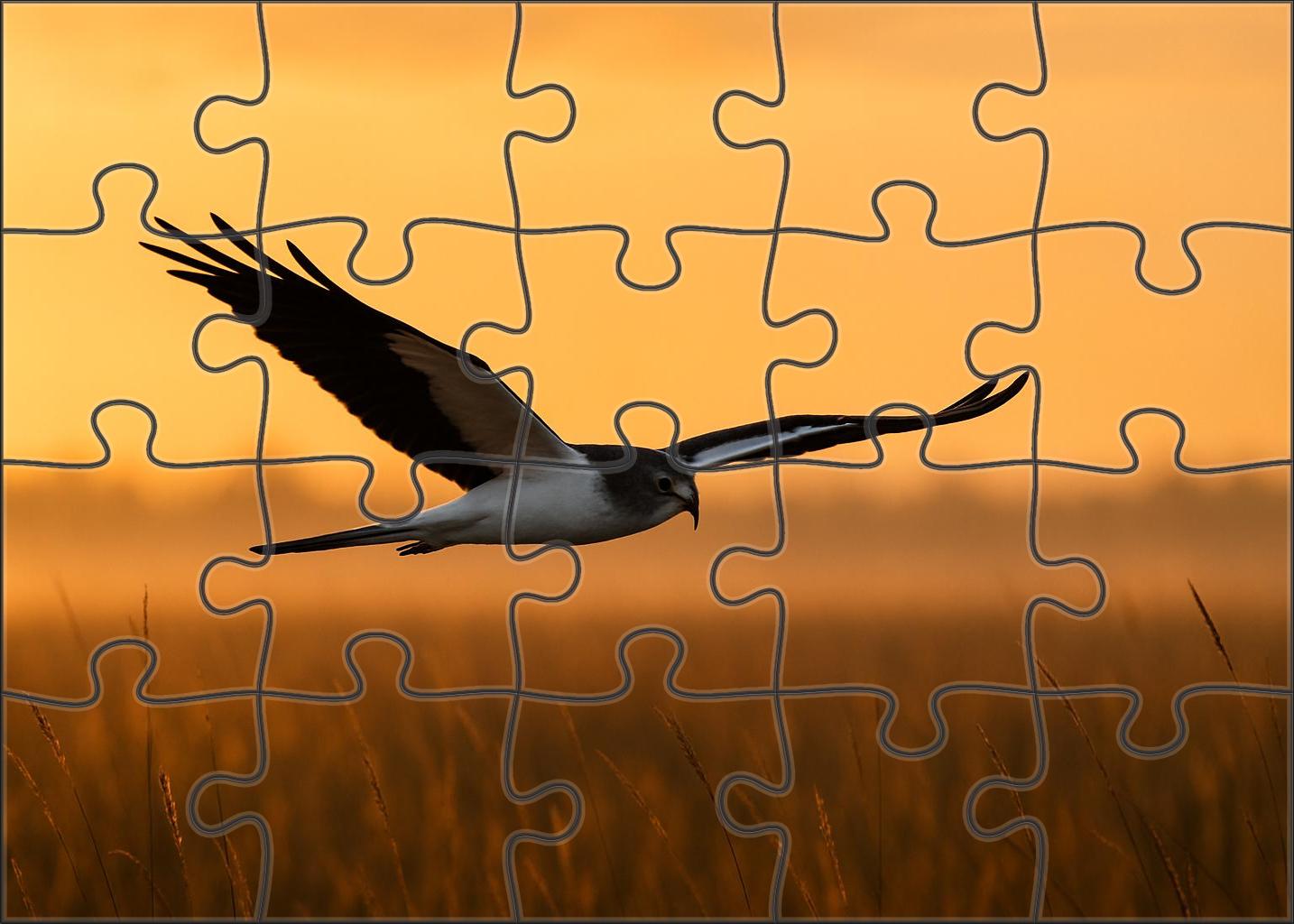 Pied Harrier Graceful Marsh Hunter 50 Piece Puzzle