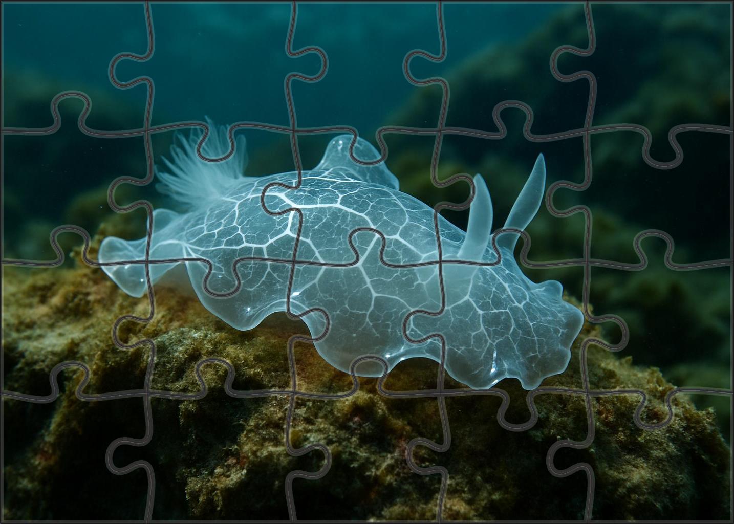 Silver Lace Nudibranch Delicate Soft-bodied Carnivore With Intricate Patterns Puzzle For Adults