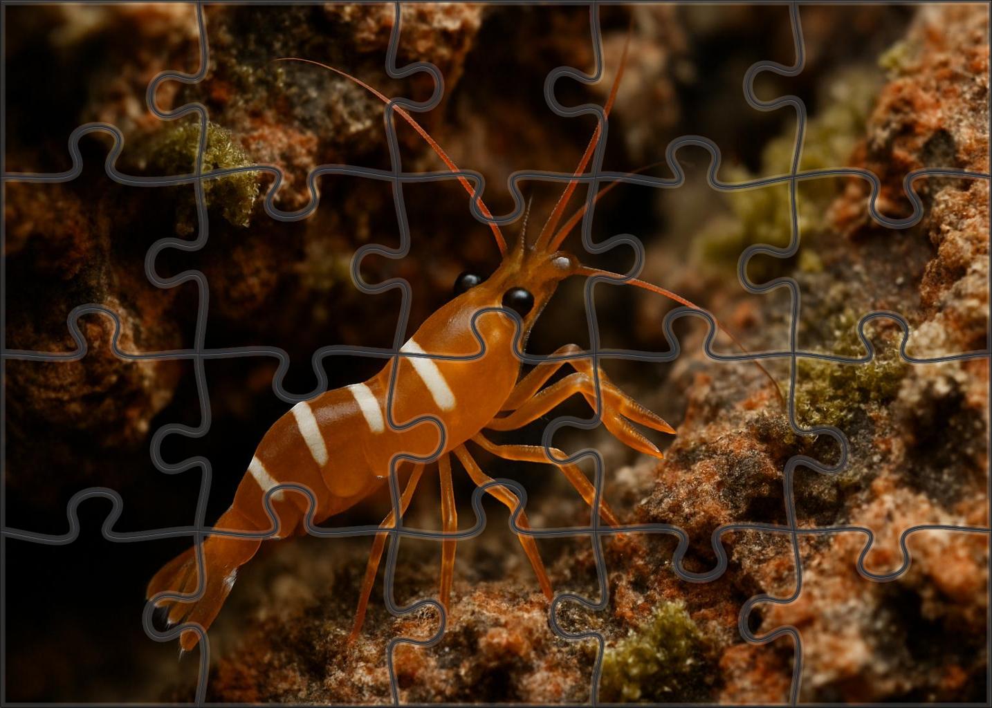 Amber Coral Shrimp Vibrant Algae Grazer With Curved Claws Puzzle Fun