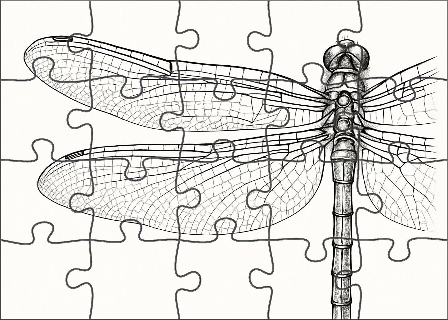 Delicate Insect Anatomy Fine Ink Study Of A Dragonfly Challenging Puzzles