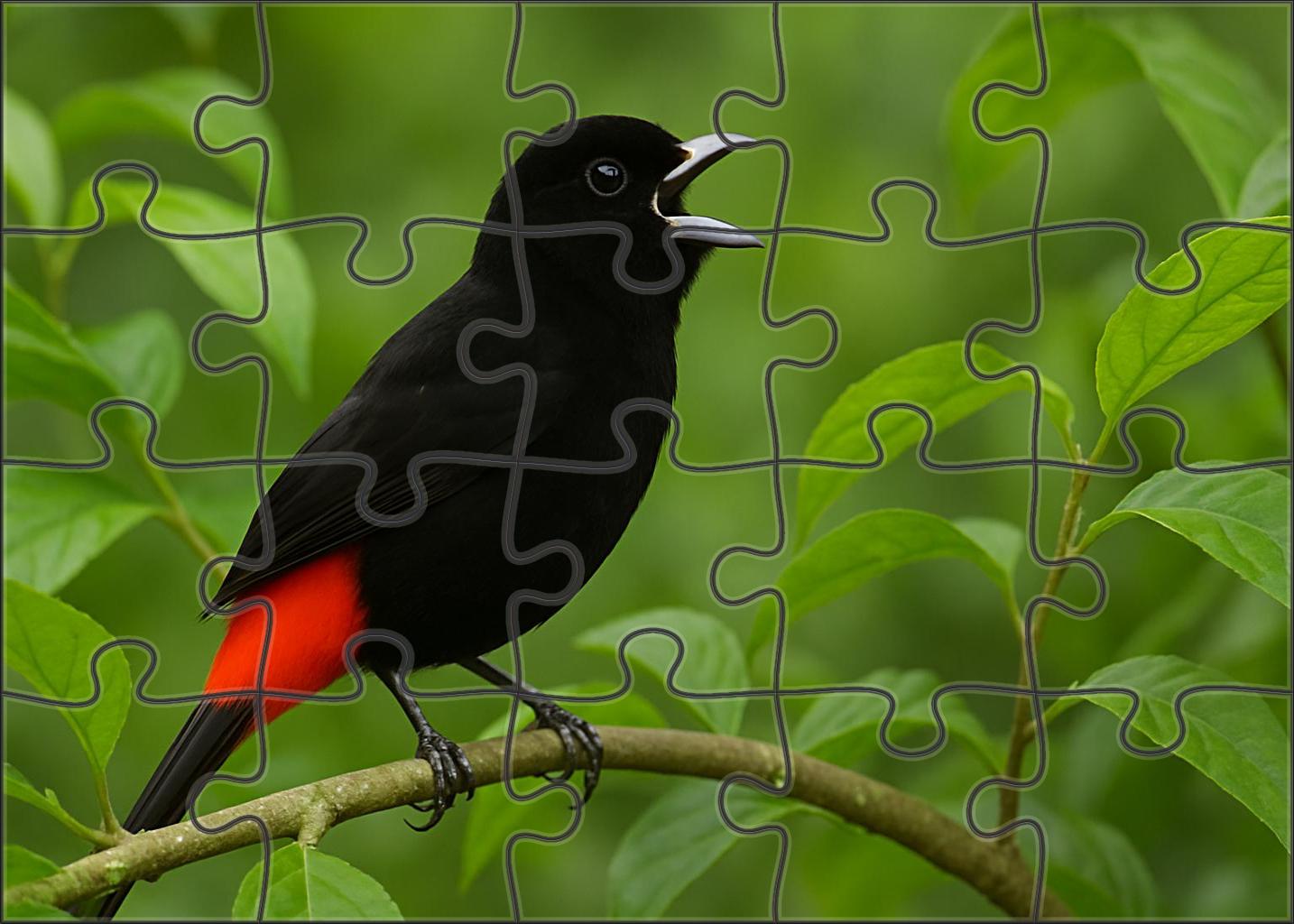 Scarlet-rumped Cacique Vocal Canopy Performer Challenging Puzzles