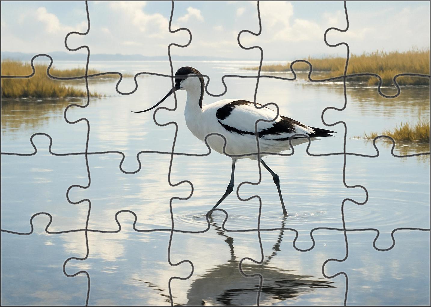 Pied Avocet Graceful Wader Challenging Puzzles