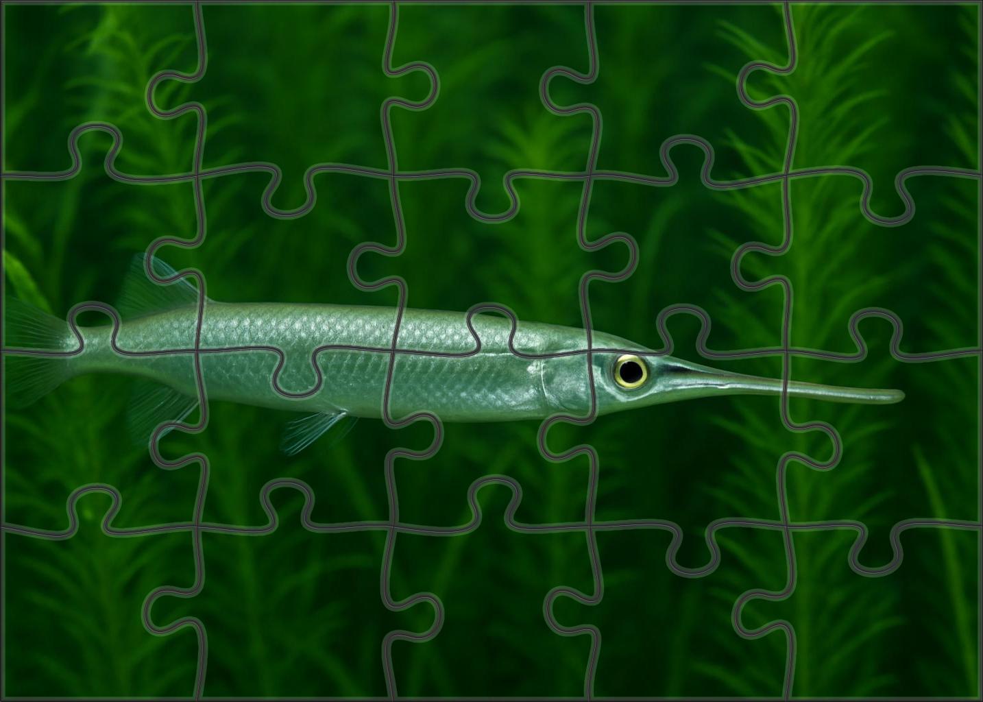 Silver Streamer Pipefish 20 Piece Puzzle