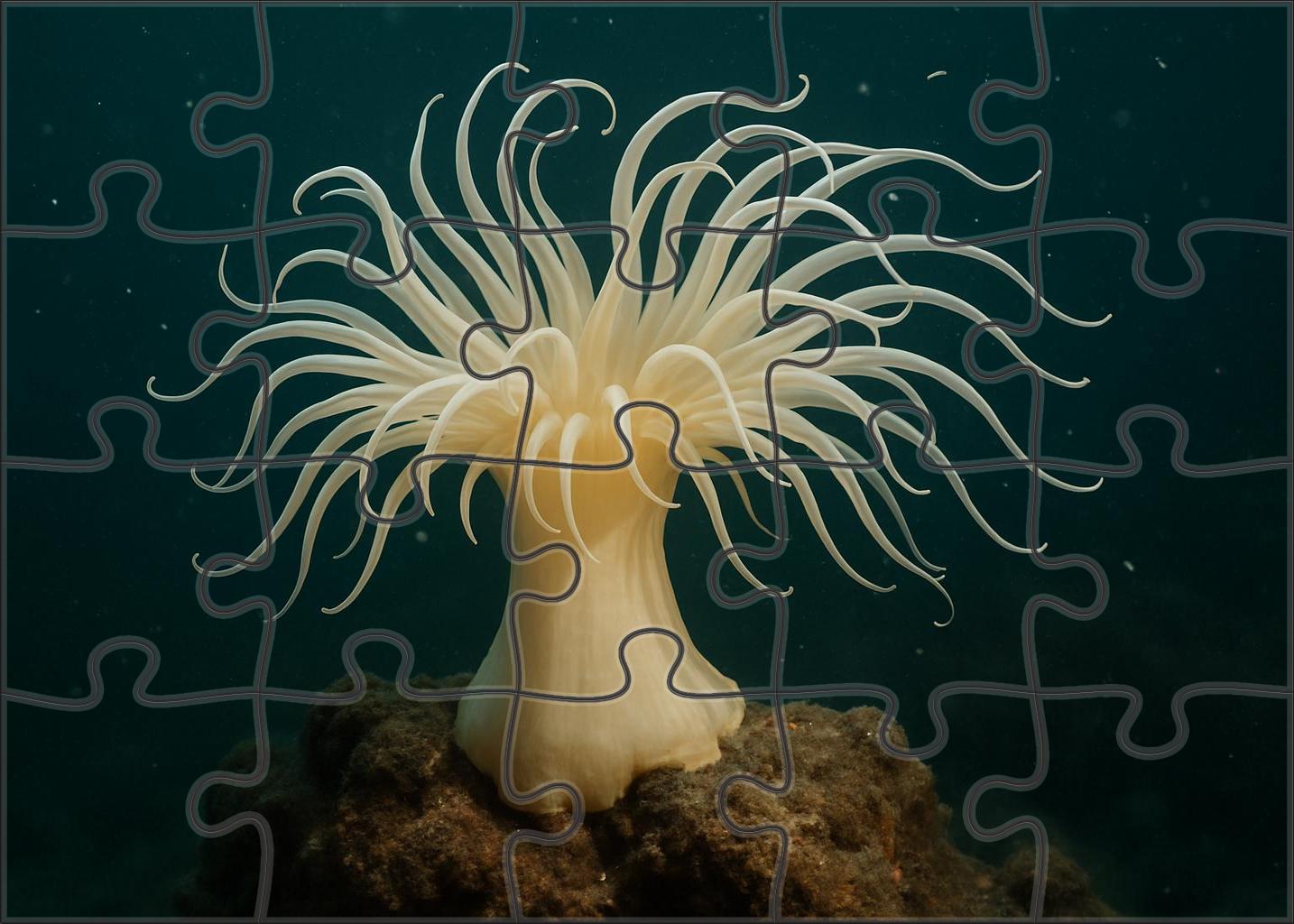 Ivory Tentacle Anemone Stately Polyp With Long Graceful Arms Puzzle Fun
