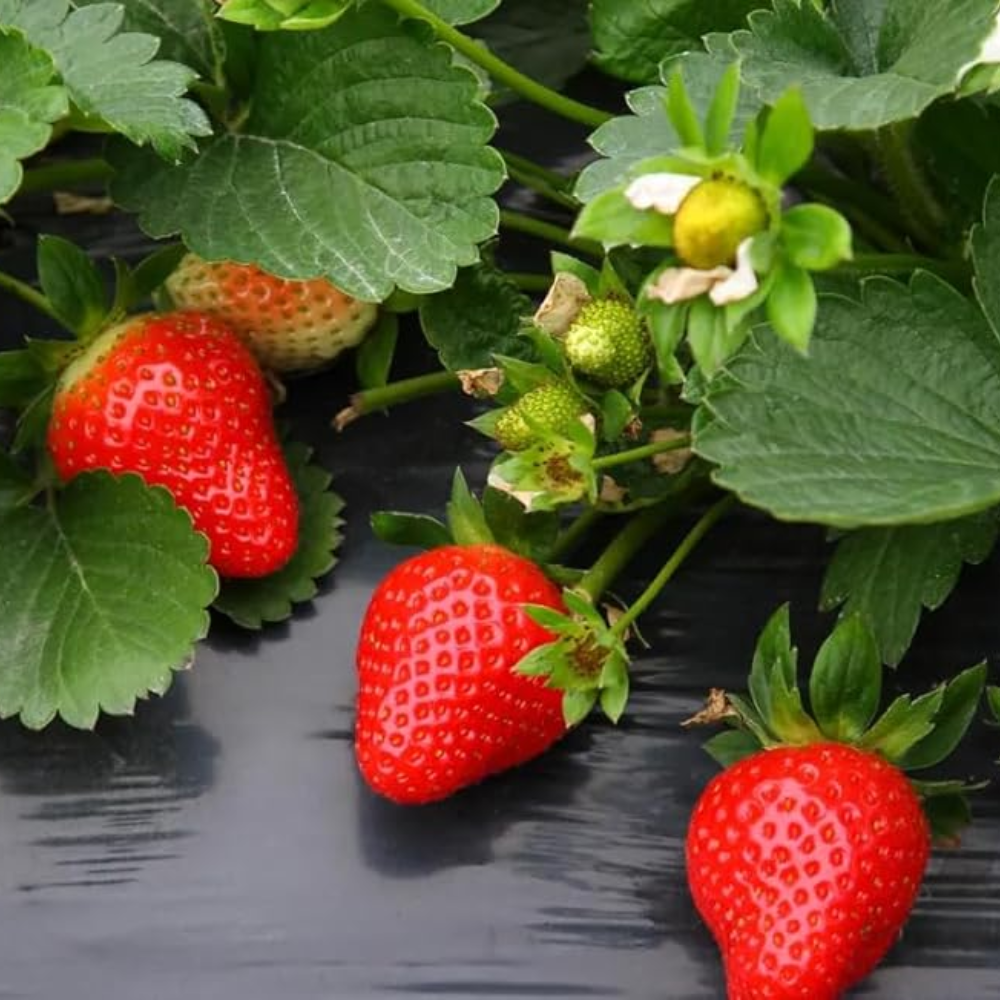 Red Climbing Strawberry Seeds 250Pcs