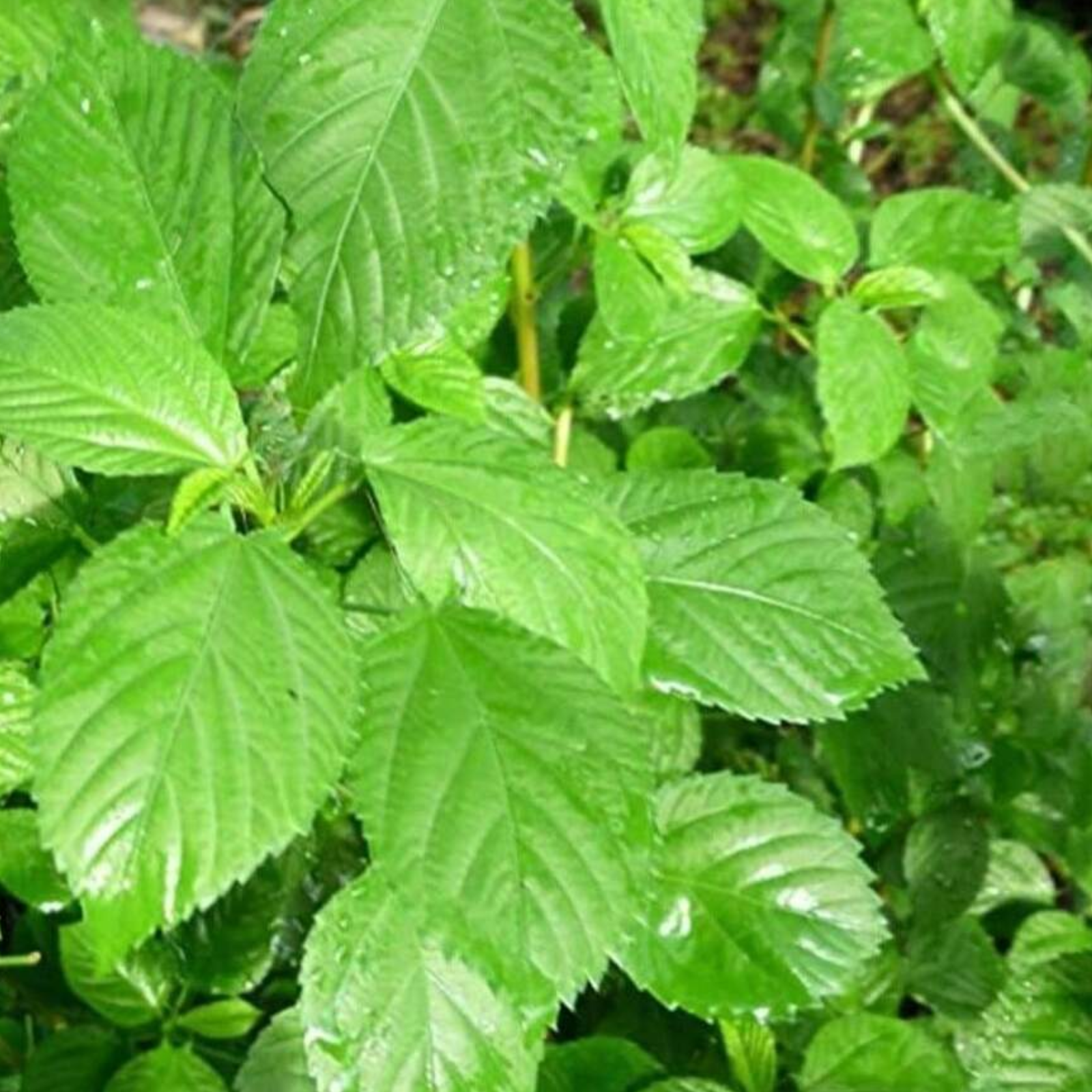 Non Gmo Perennial Egyptian Spinach Plants Seeds For Growing Fresh Molokhia
