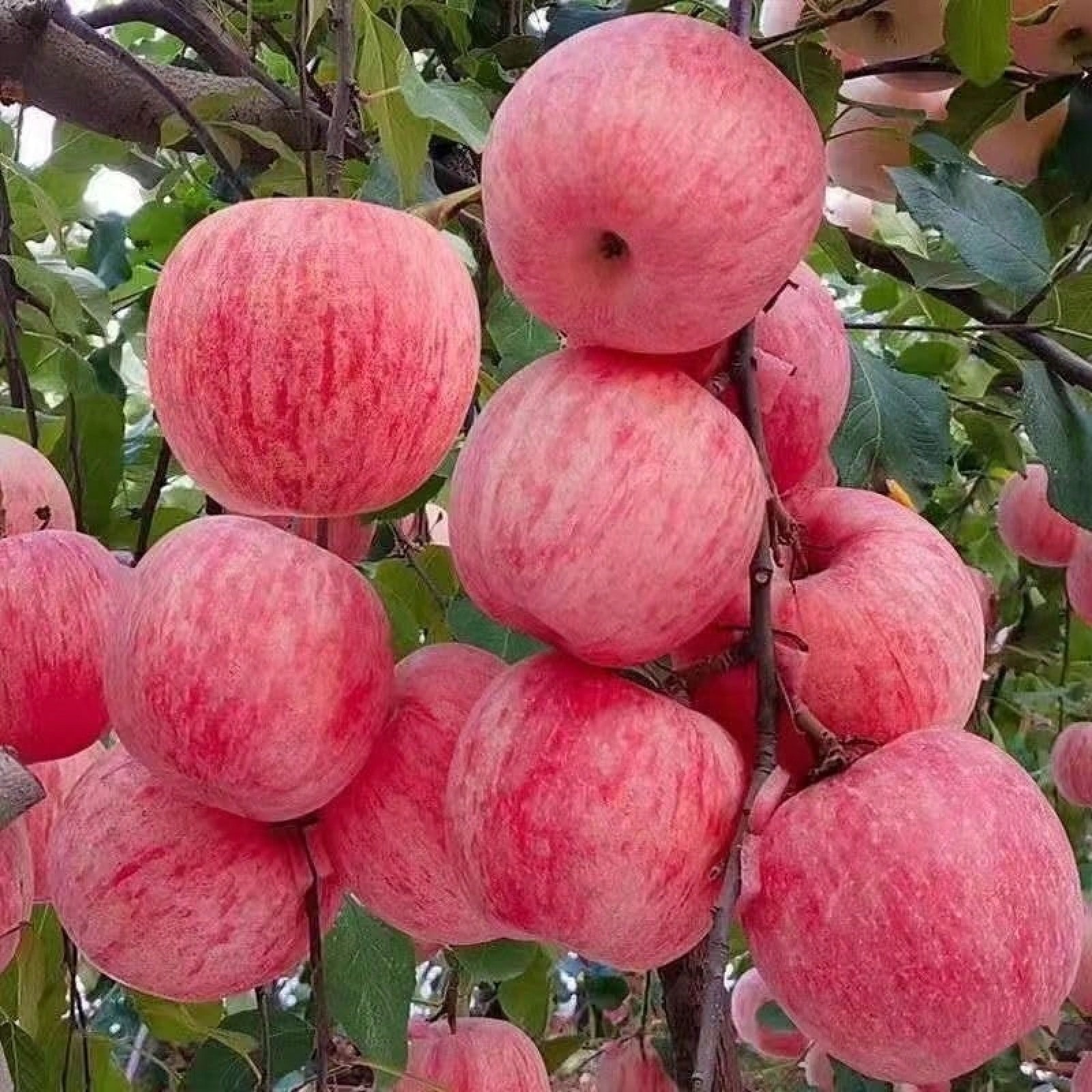 Honeycrisp Apple Tree Seeds