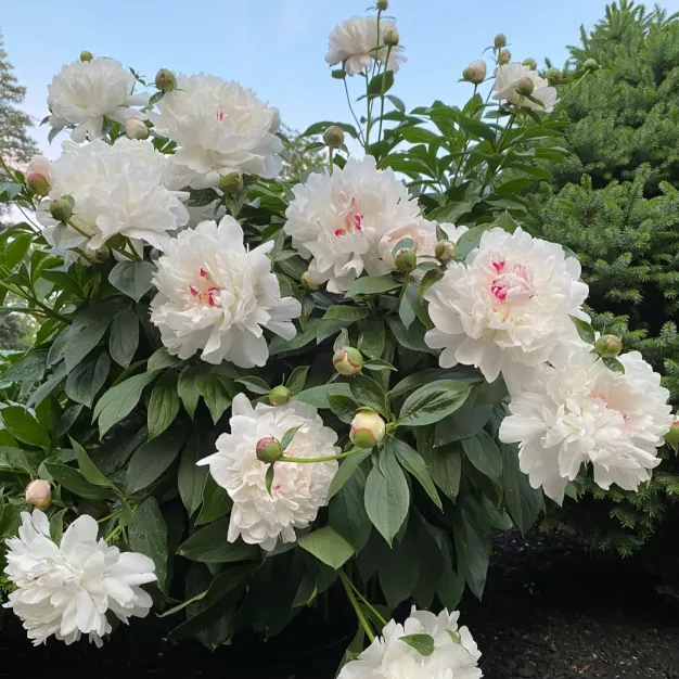 Peony Flower seeds
