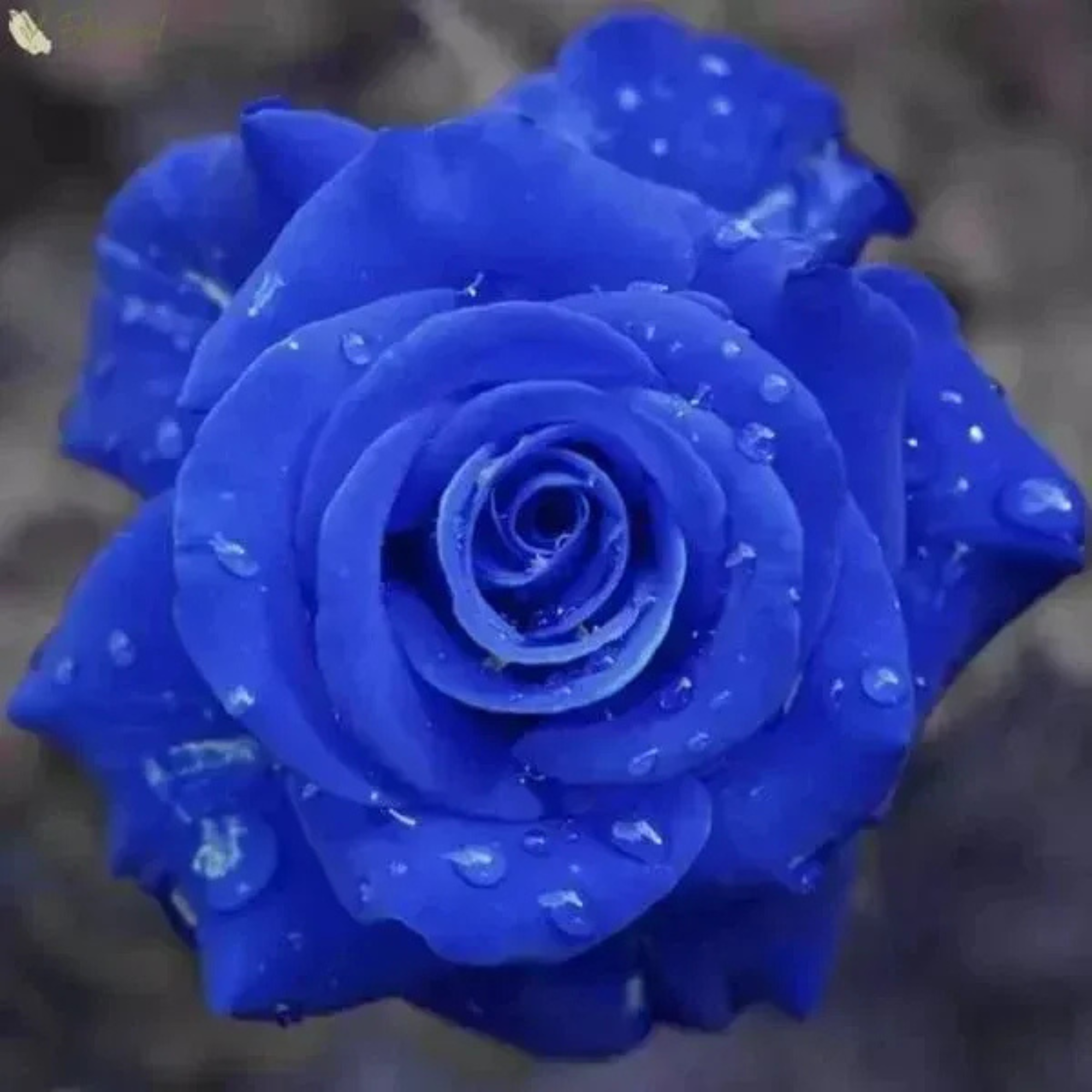 Mini Rose Flower Seeds For Small Garden Spaces