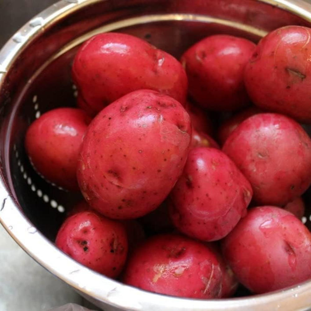 Pontiac Red Seed Potatoes