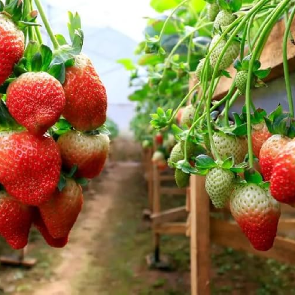 Red Climbing Strawberry Seeds 250Pcs