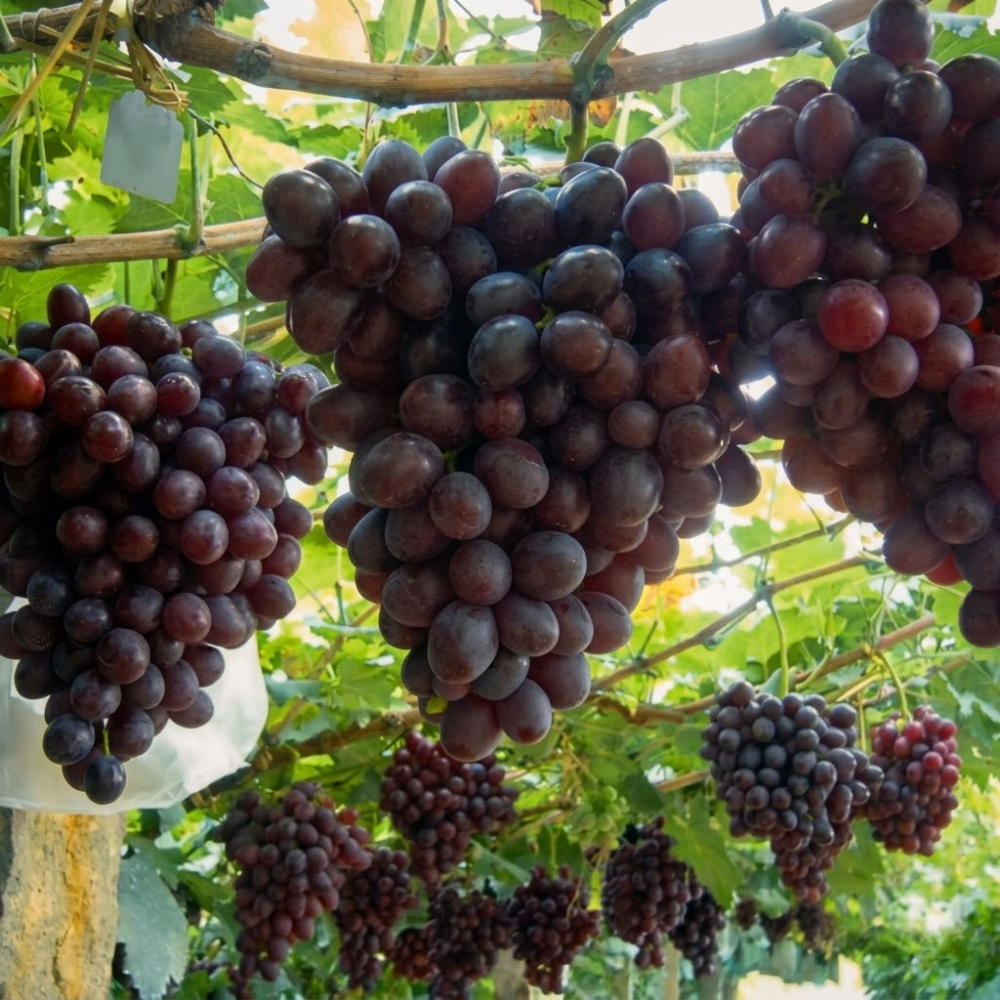 Sweet Juicy Organic Grape Seed Mix