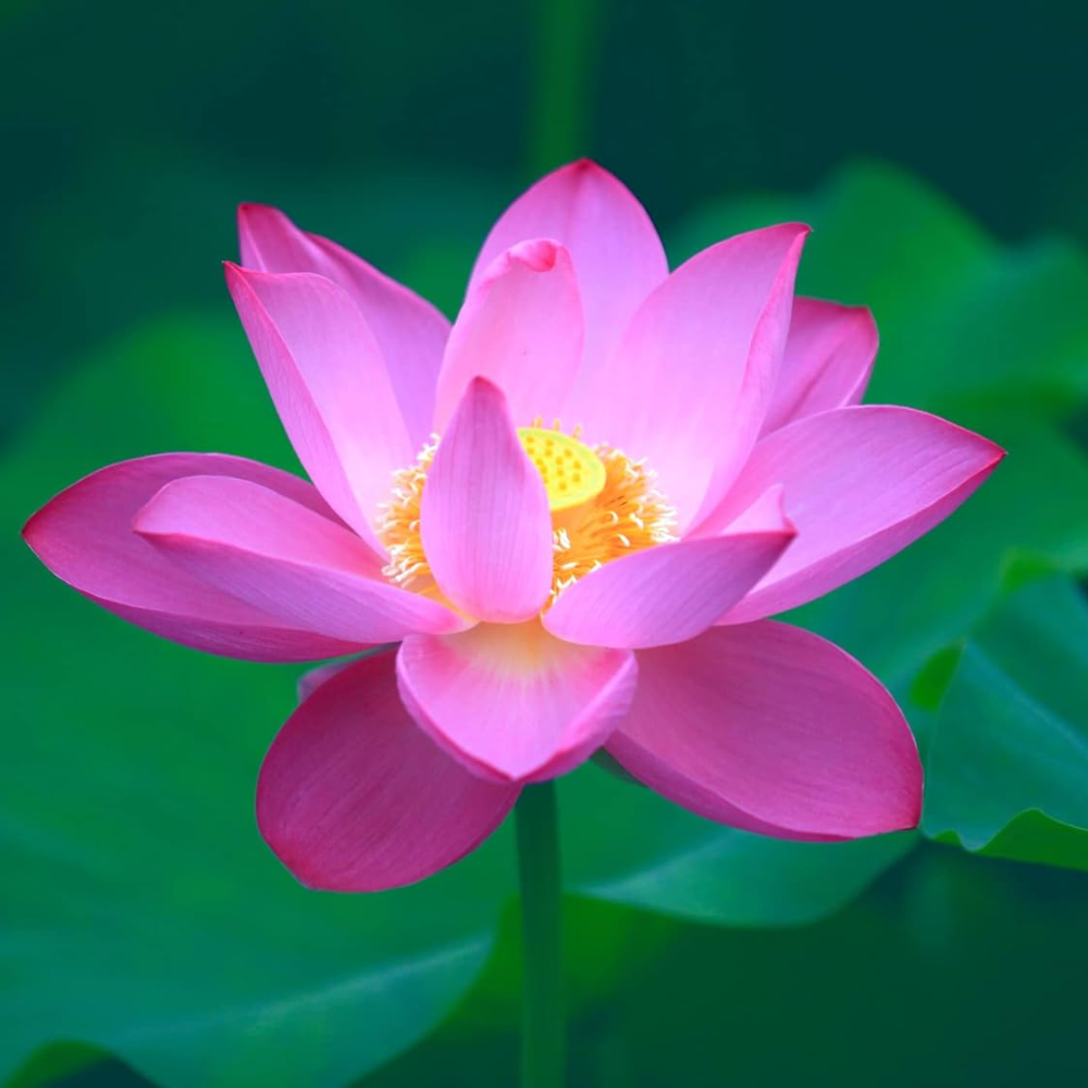 30PCS Bowl Lotus Seeds