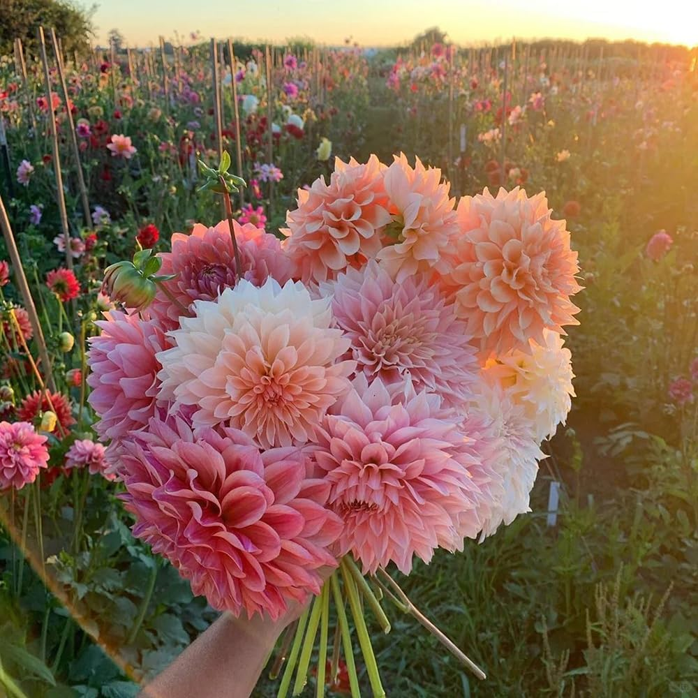300PCS Mix Dahlia Seeds Flowers Compound Petals
