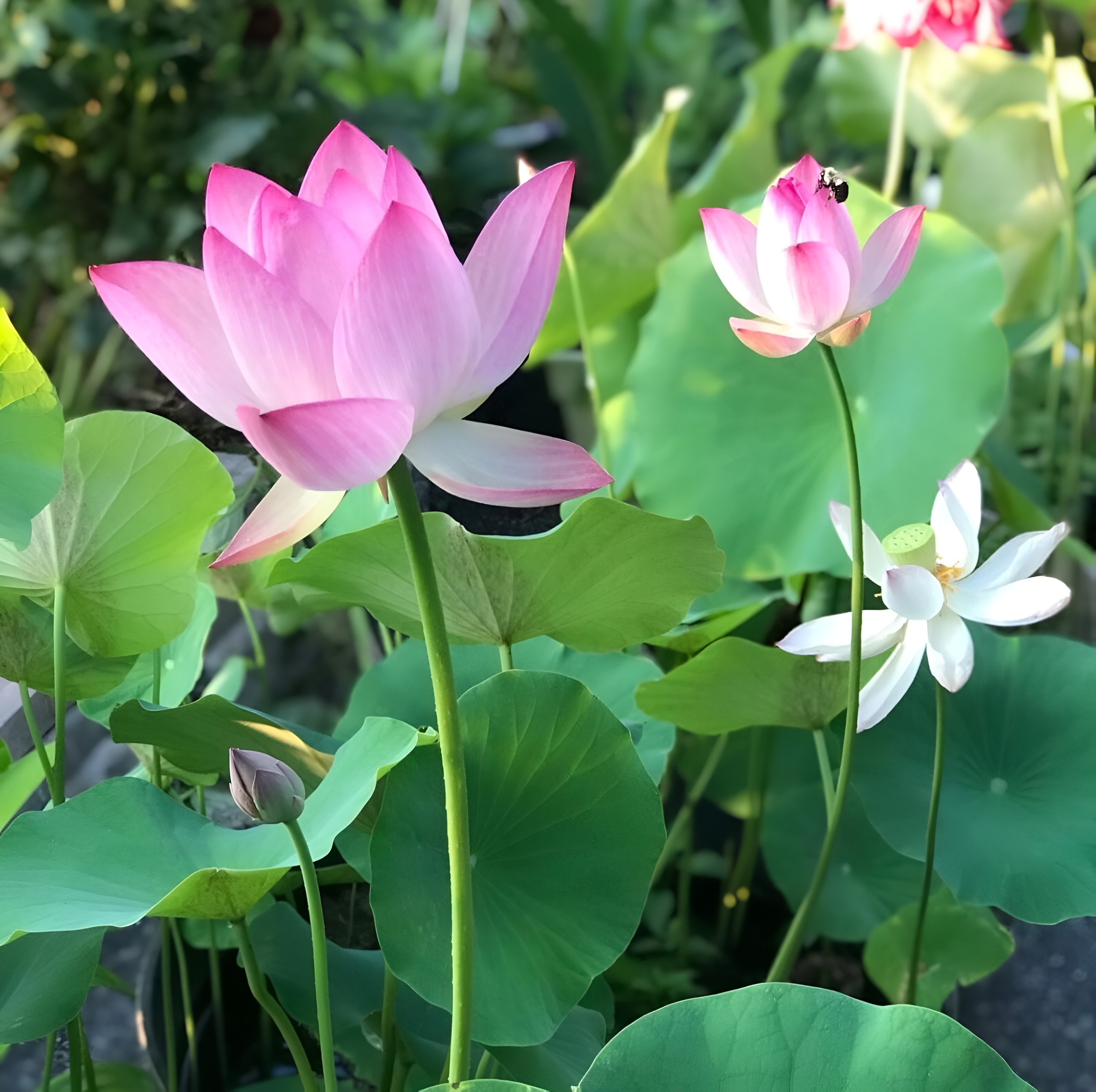 15 Lotus Seeds for Planting