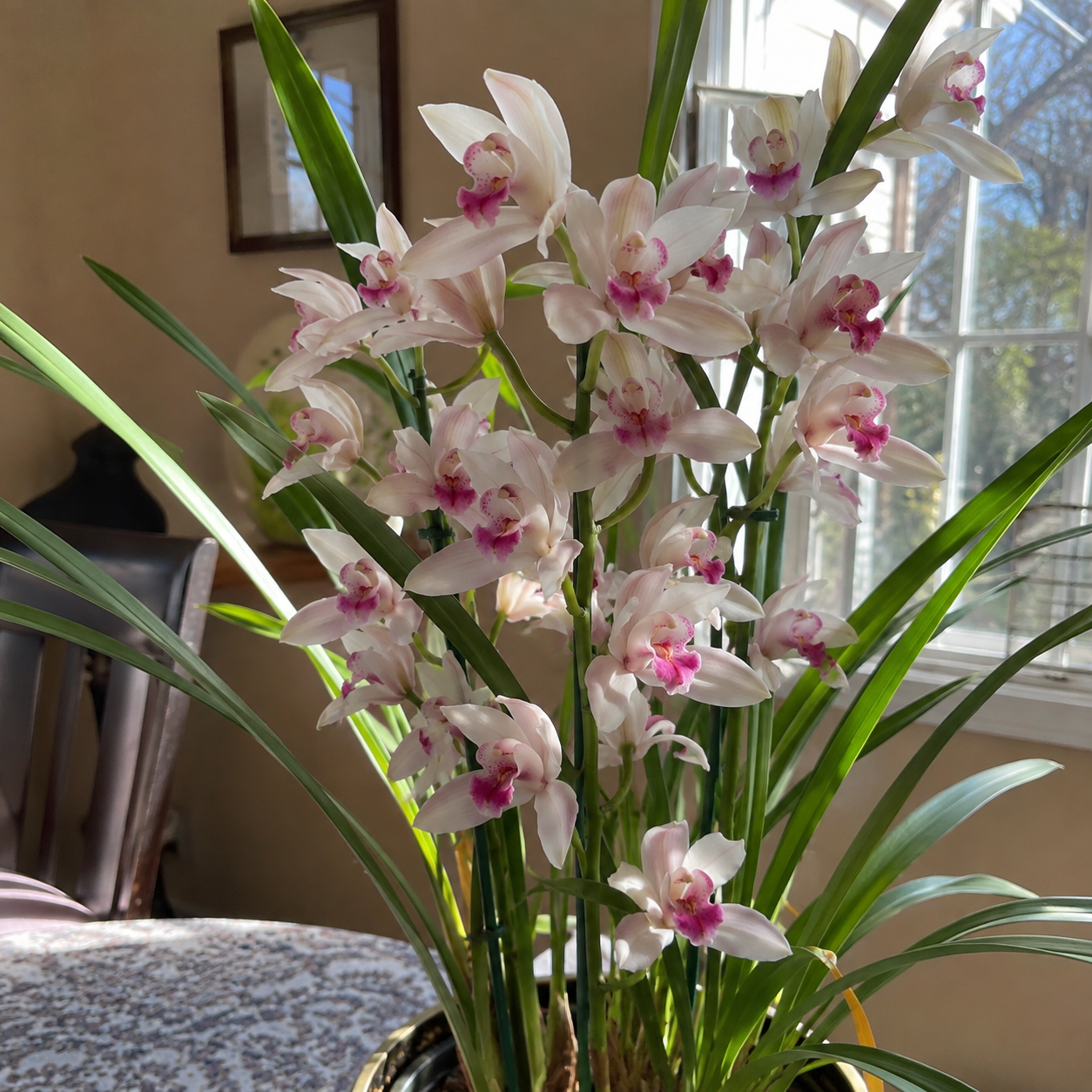 100 Pieces Creeping Grass Outdoor Indoor Plants Orchid Seeds 