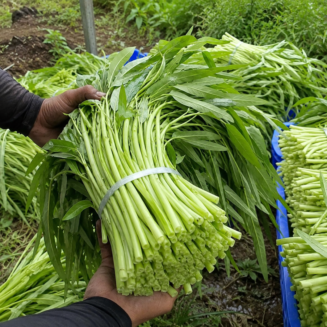 Willow Leaf Convolvulus Seeds For Garden  