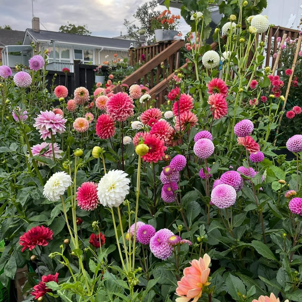 300PCS Mix Dahlia Seeds Flowers Compound Petals