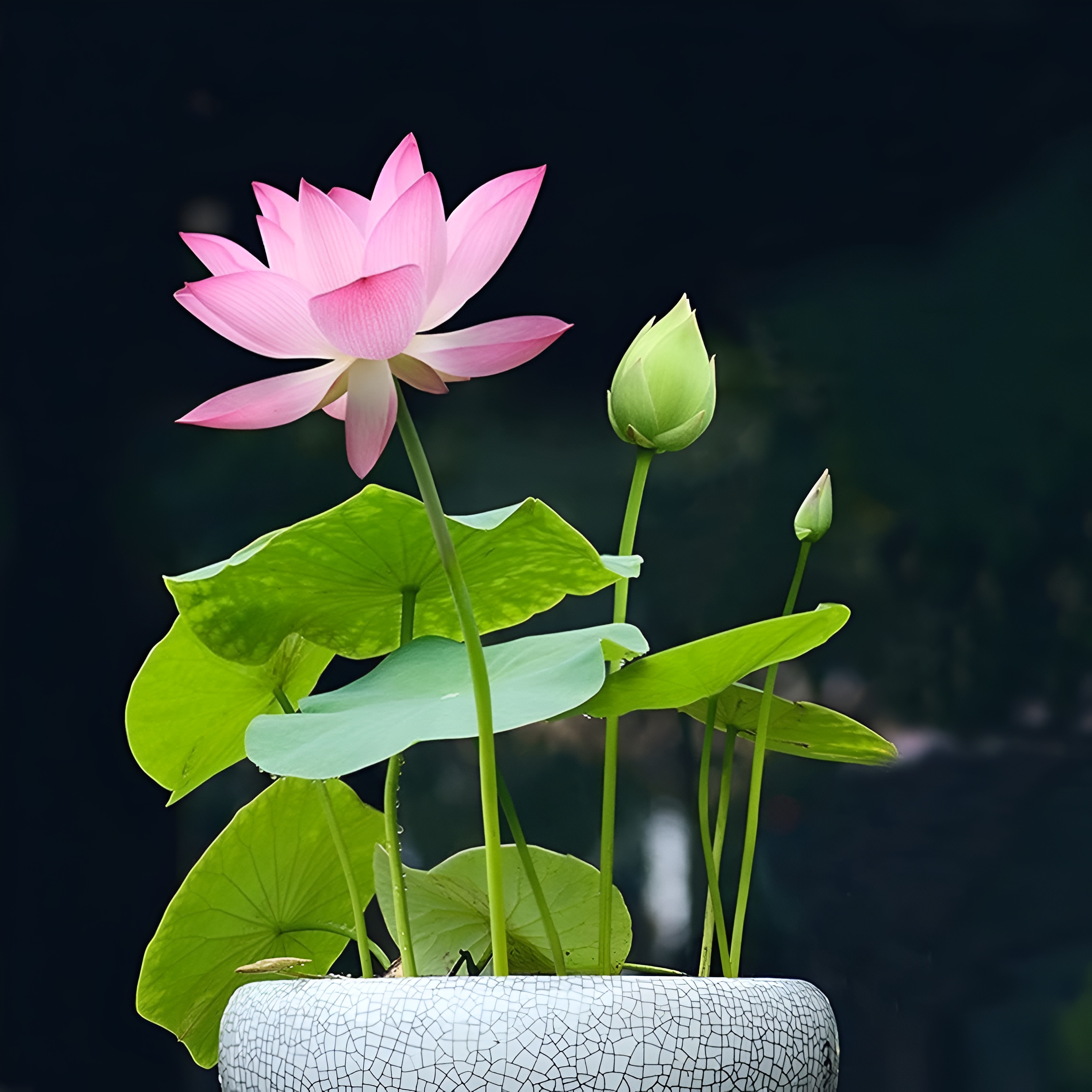 15 Lotus Seeds for Planting