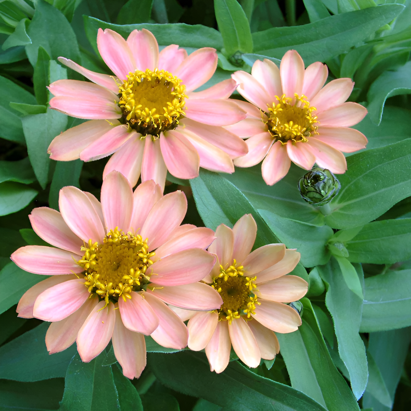 Zinnia Seeds Profusion Apricot With Coral Petals And Terracotta Centers