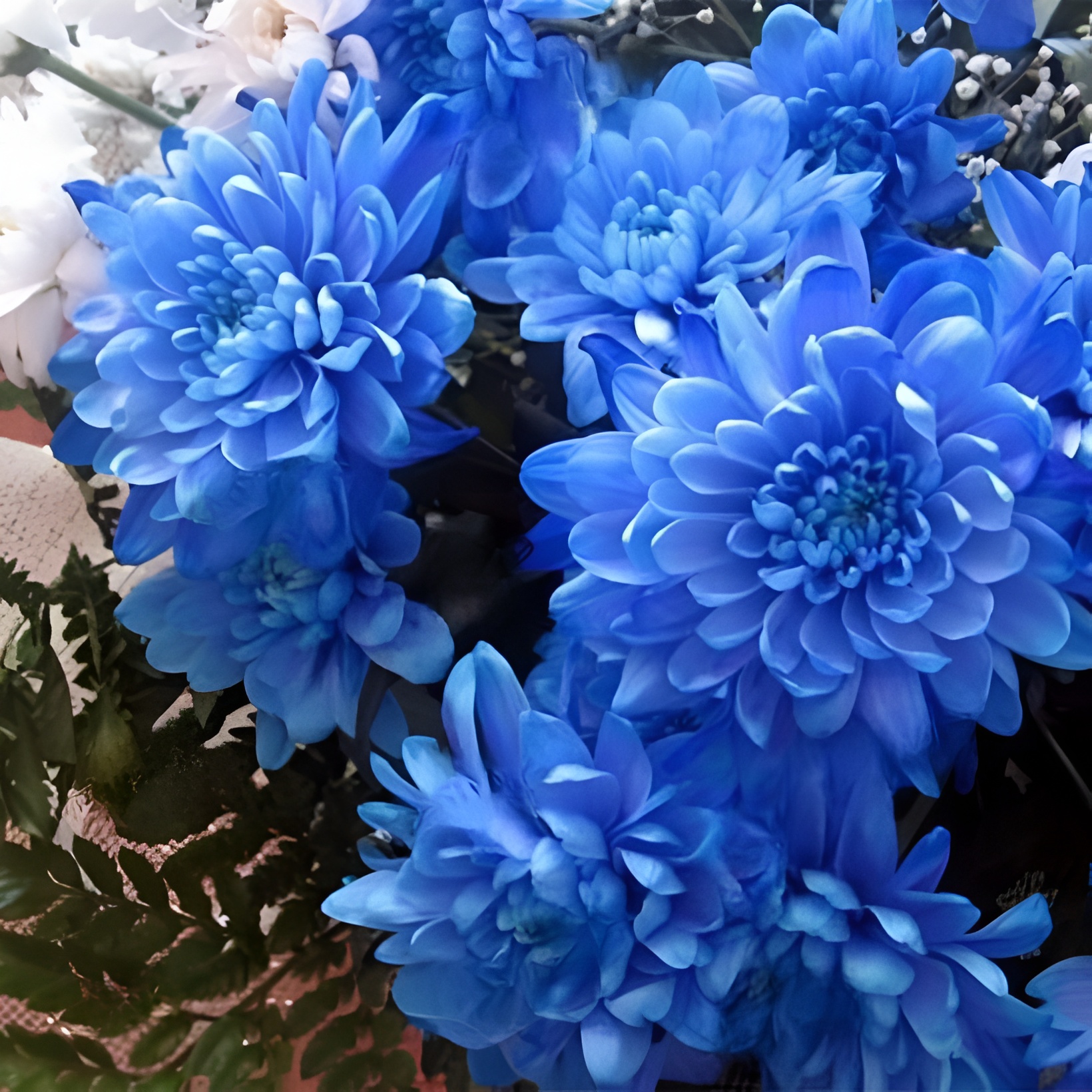 Set of 100 rare blue chrysanthemum seeds, beautiful morifolium seed very easy to grow, herbs, plants, gardening flowers