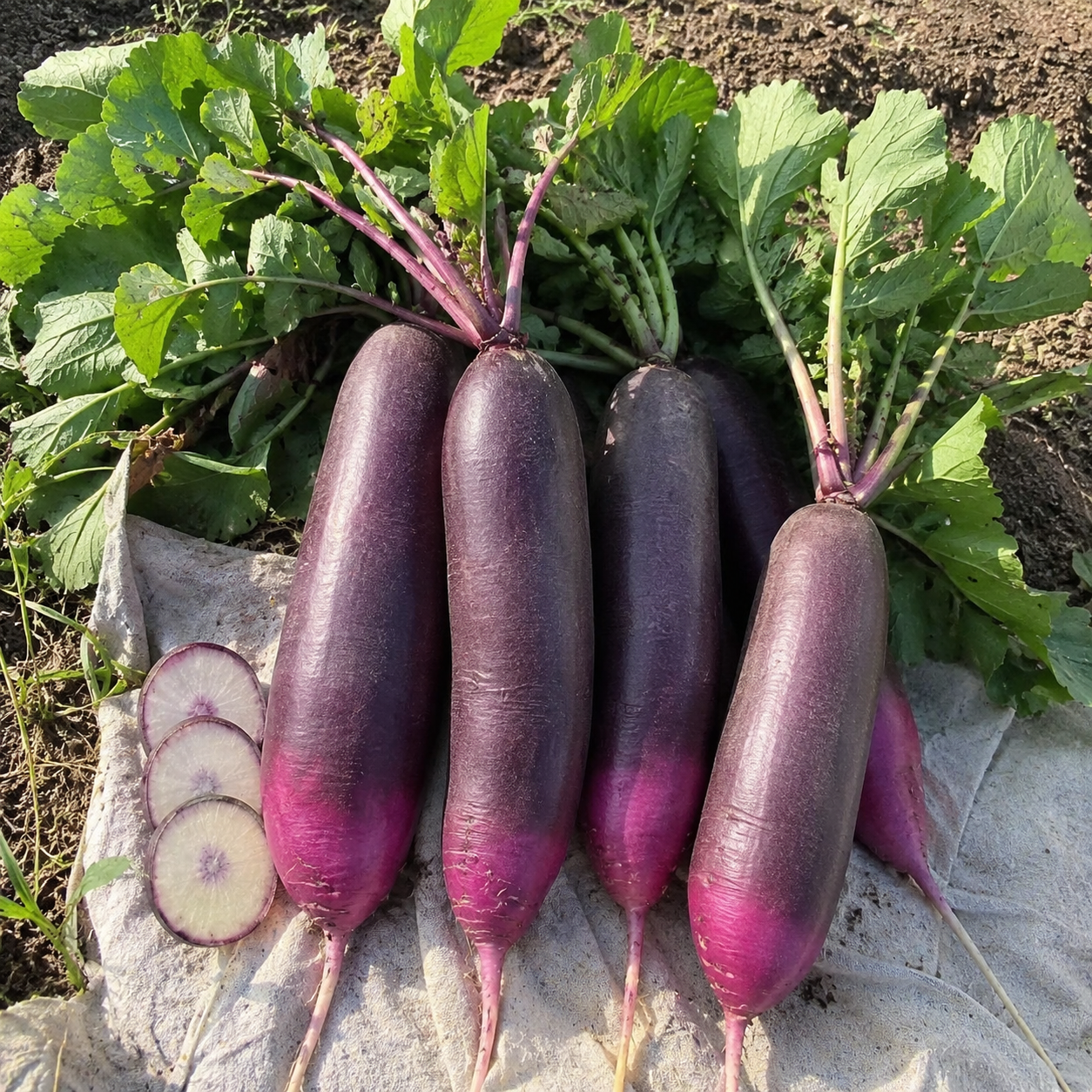 174 Pieces Crisp Radish Seeds For Planting  