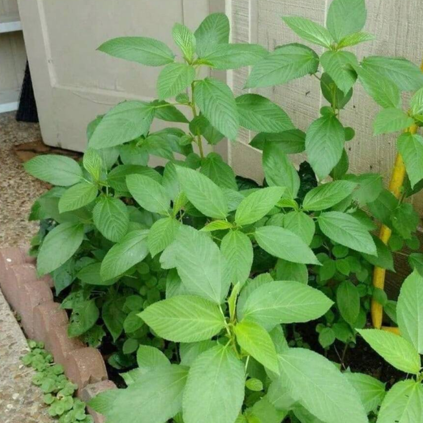 Non Gmo Perennial Egyptian Spinach Plants Seeds For Growing Fresh Molokhia