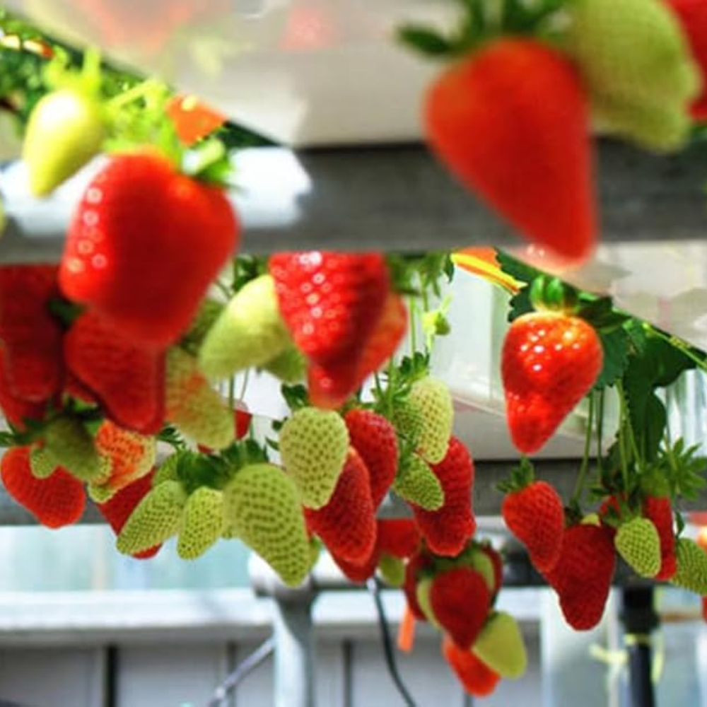 Red Climbing Strawberry Seeds 250Pcs