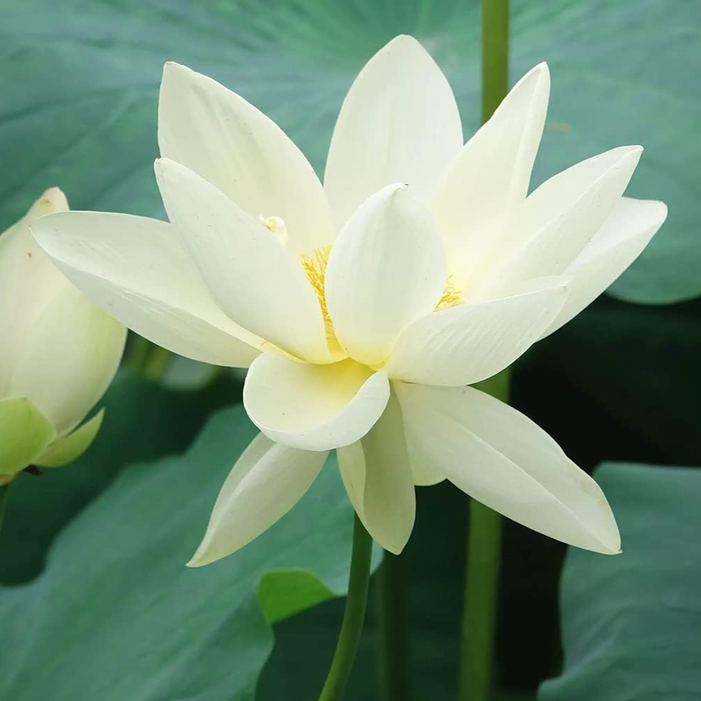 30PCS Bowl Lotus Seeds