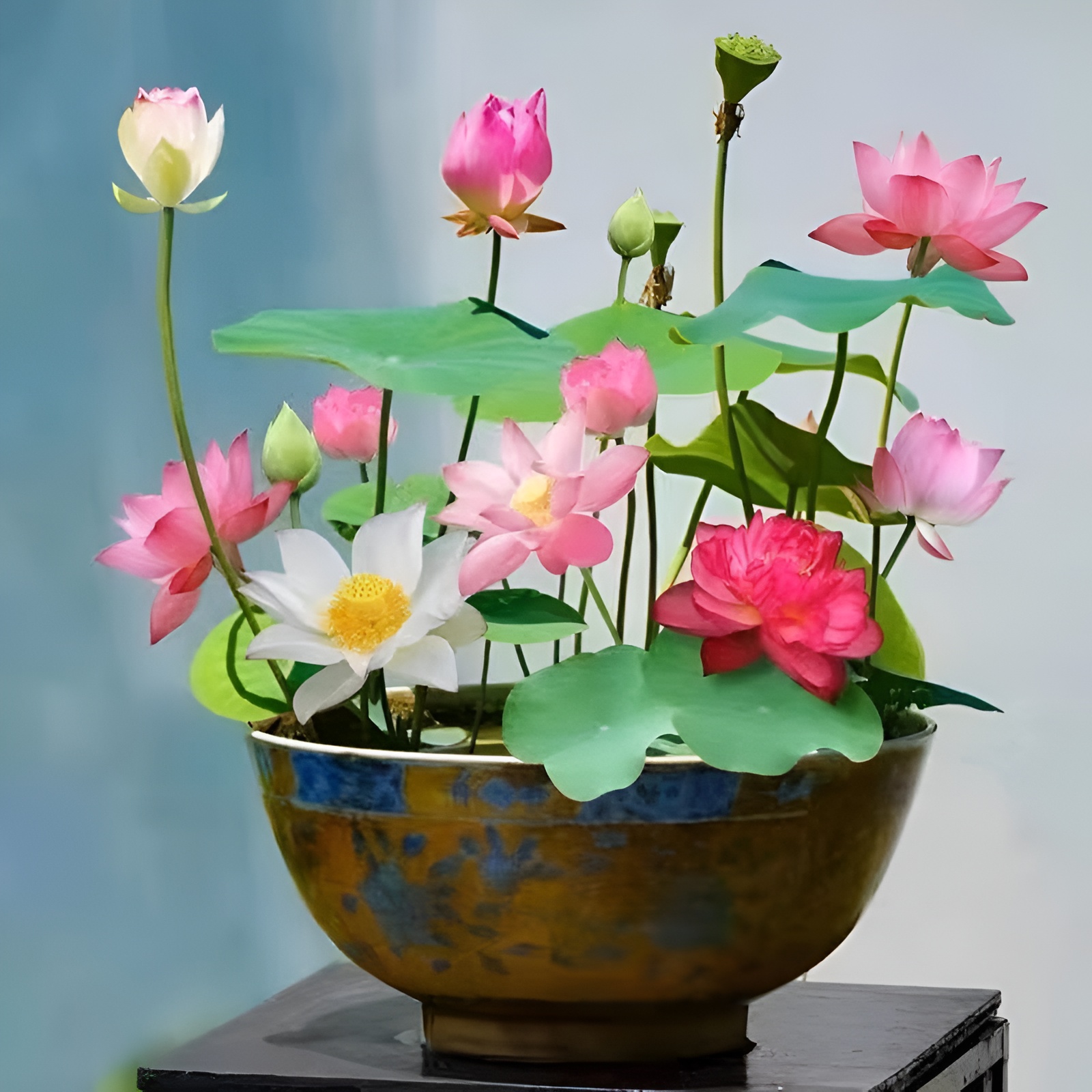15 Lotus Seeds for Planting