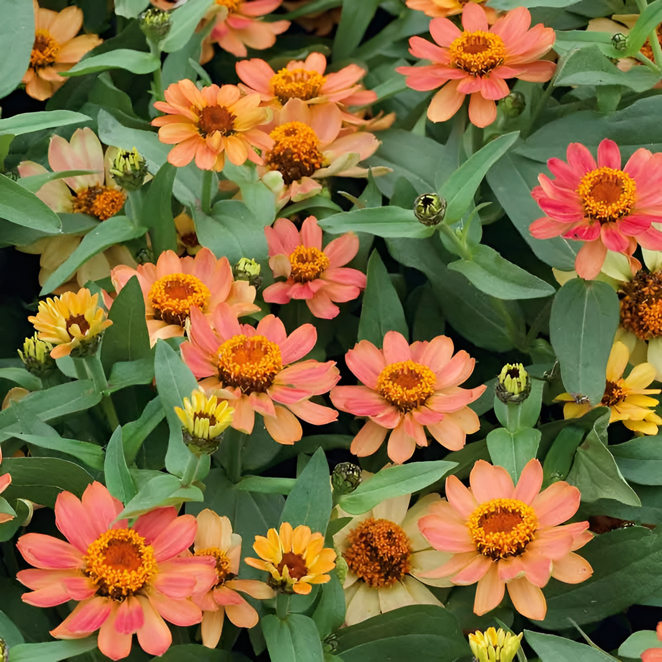 Zinnia Seeds Profusion Apricot With Coral Petals And Terracotta Centers
