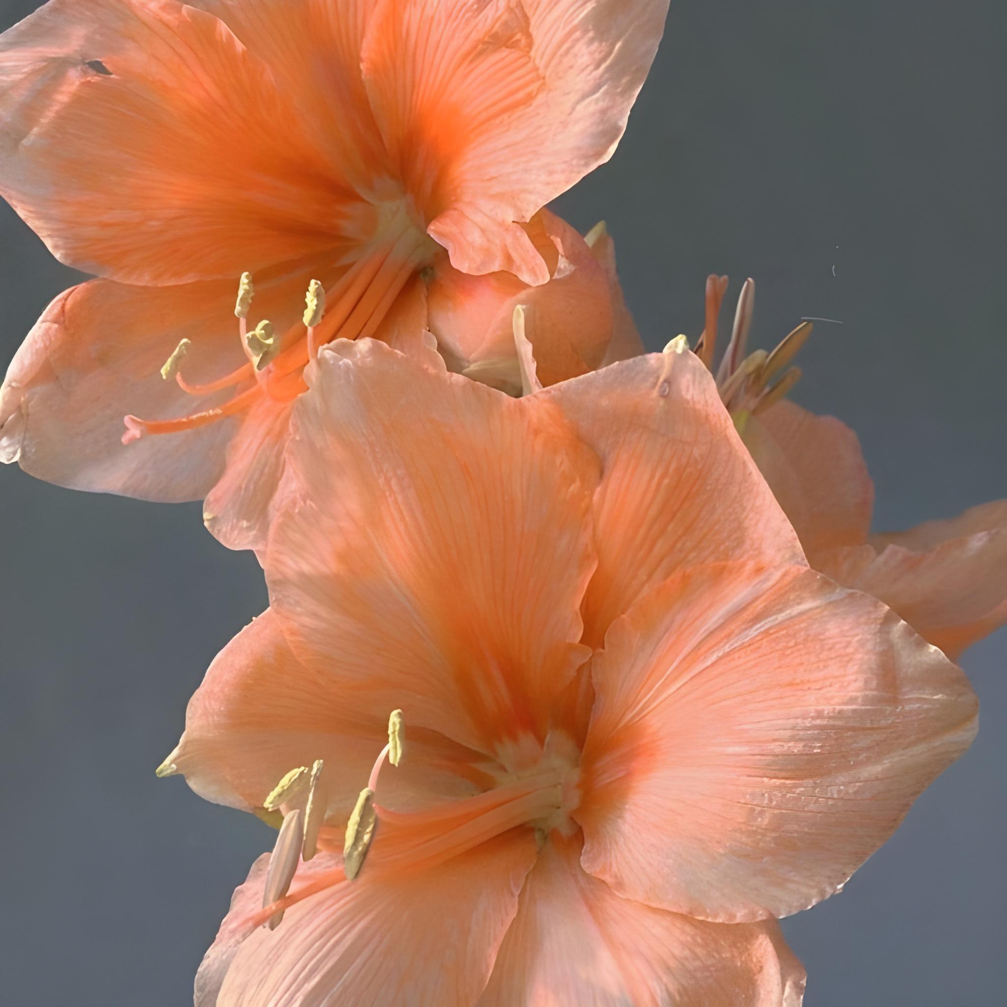 500 Hippeastrum Fragrant Flower Seeds