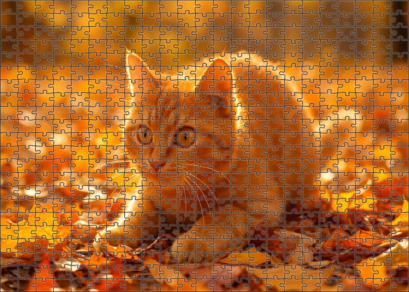 Golden Glimmer Shimmering Yellow-orange Shorthair With Playful Heart Challenging Puzzles