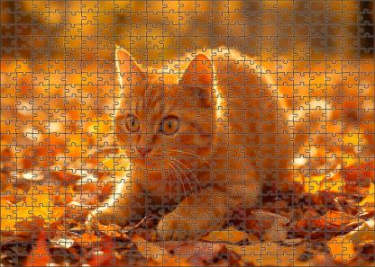 Golden Glimmer Shimmering Yellow-orange Shorthair With Playful Heart Challenging Puzzles