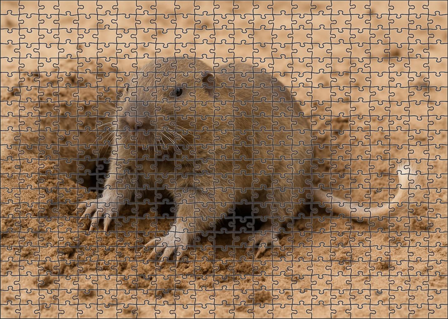 Ivory-tailed Burrower Compact Rodent With Strong Claws And Long Tail Puzzle Fun