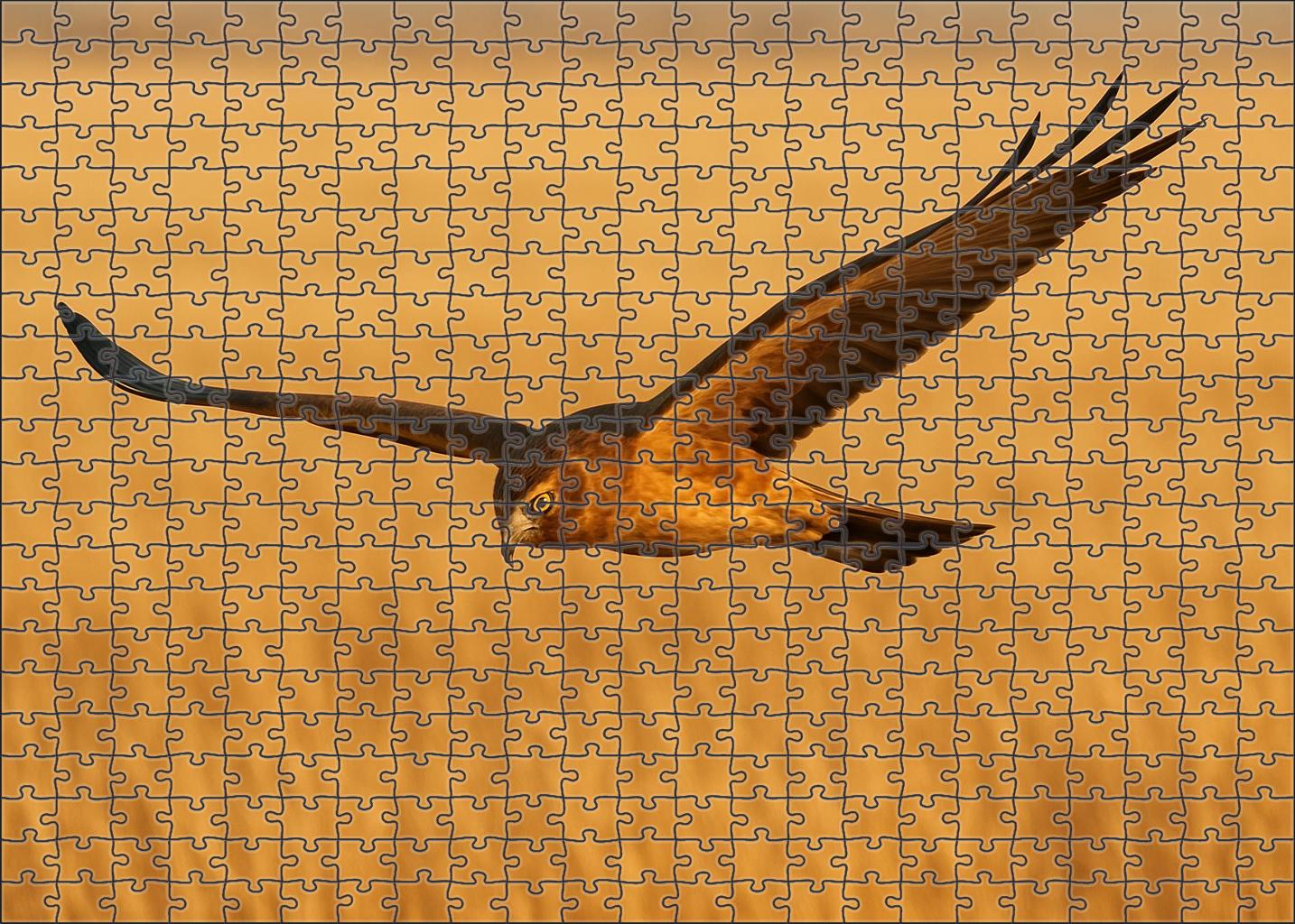 Prairie Falcon Speedy Raptor Of Open Grasslands Challenging Puzzles