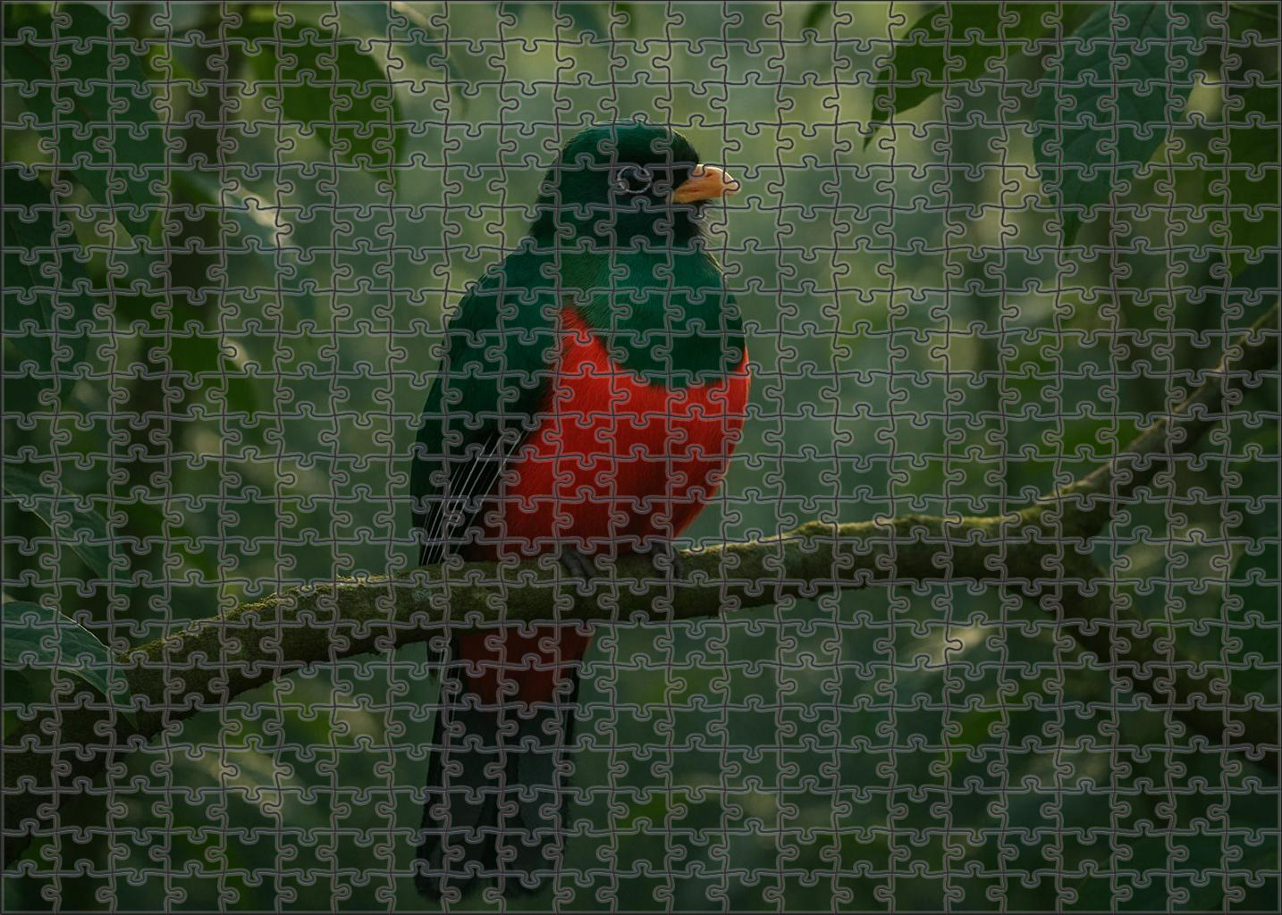 Elegant Trogon Jewel Of The Subtropics Challenging Puzzles