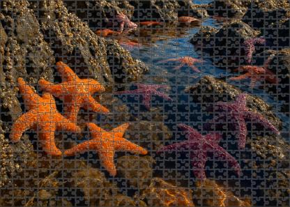 Golden Tide Pools Sun-warmed Rocky Basins Brimming With Life Challenging Puzzles