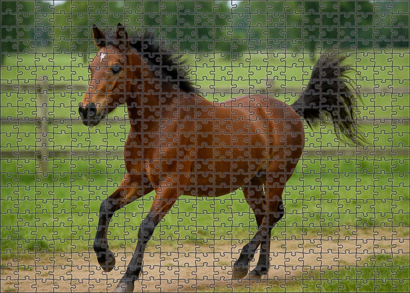 Storm Ridge Pony Compact Bay With Spirited Attitude 500 Piece Puzzle