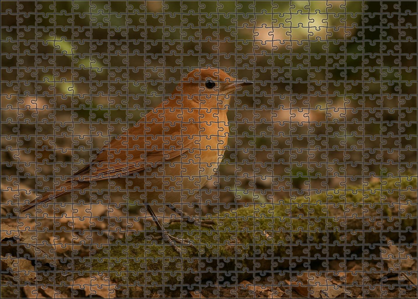 Veery Forest Whisperer Puzzle Fun