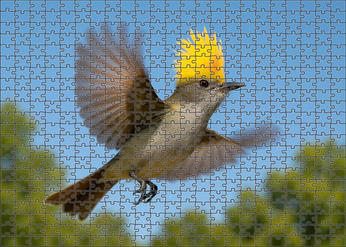 Silver-crested Flycatcher Skyward Acrobat Premium Puzzle Pieces