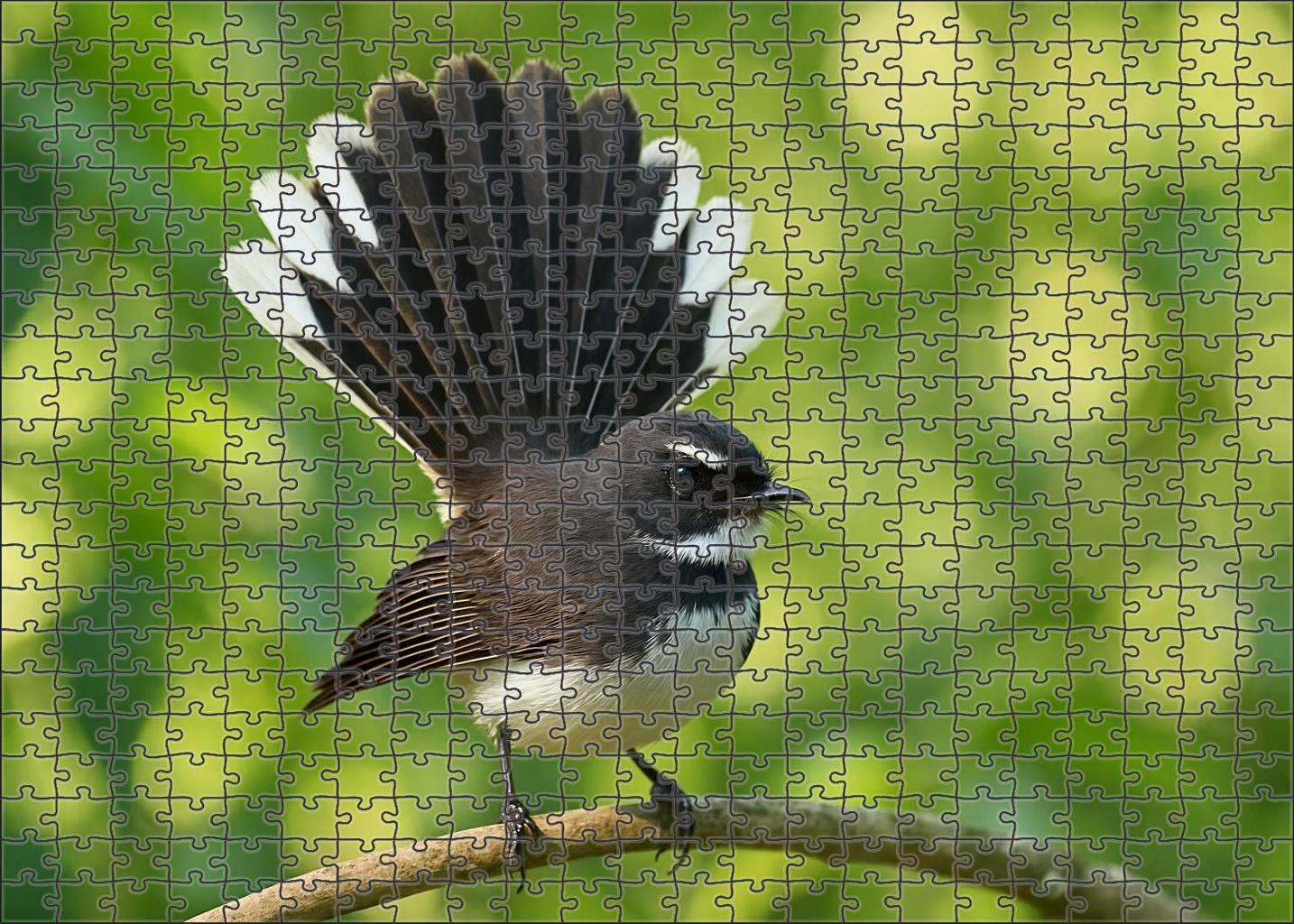 Pied Fantail Agile Performer Of The Forest Challenging Puzzles