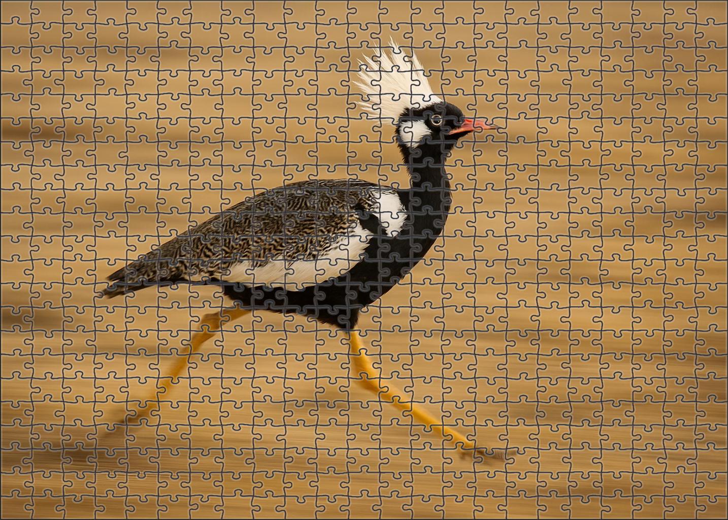 Ivory Crest Runner Agile Ground-dweller With Feathered Head Plumes Puzzle Fun