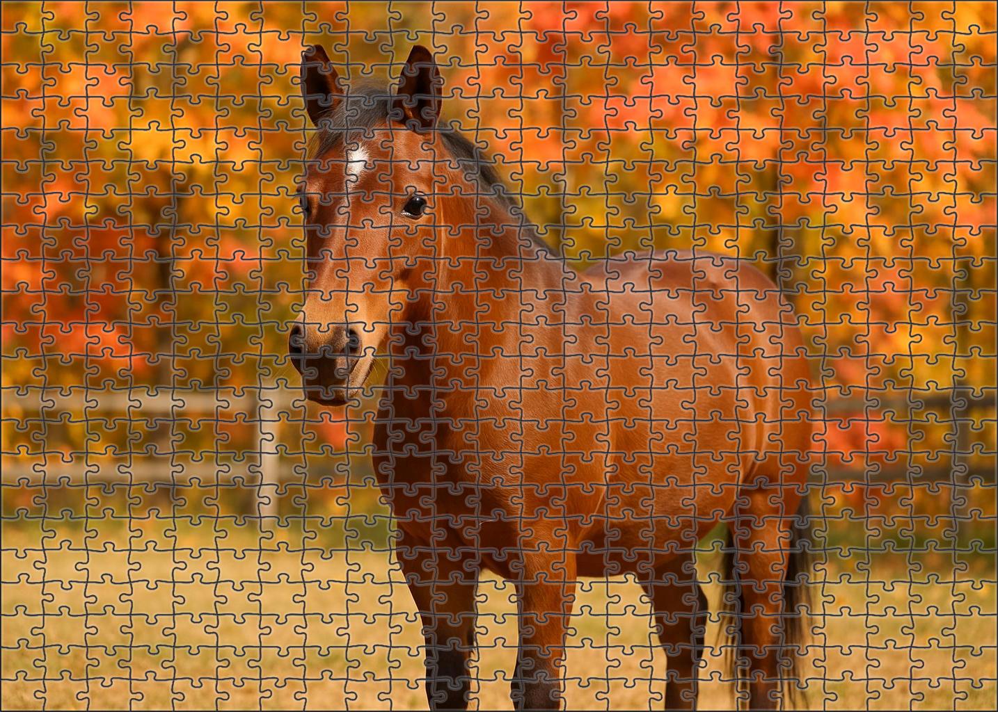 Amber Dawn Pony Petite Bay With Bright Disposition Puzzle For Adults