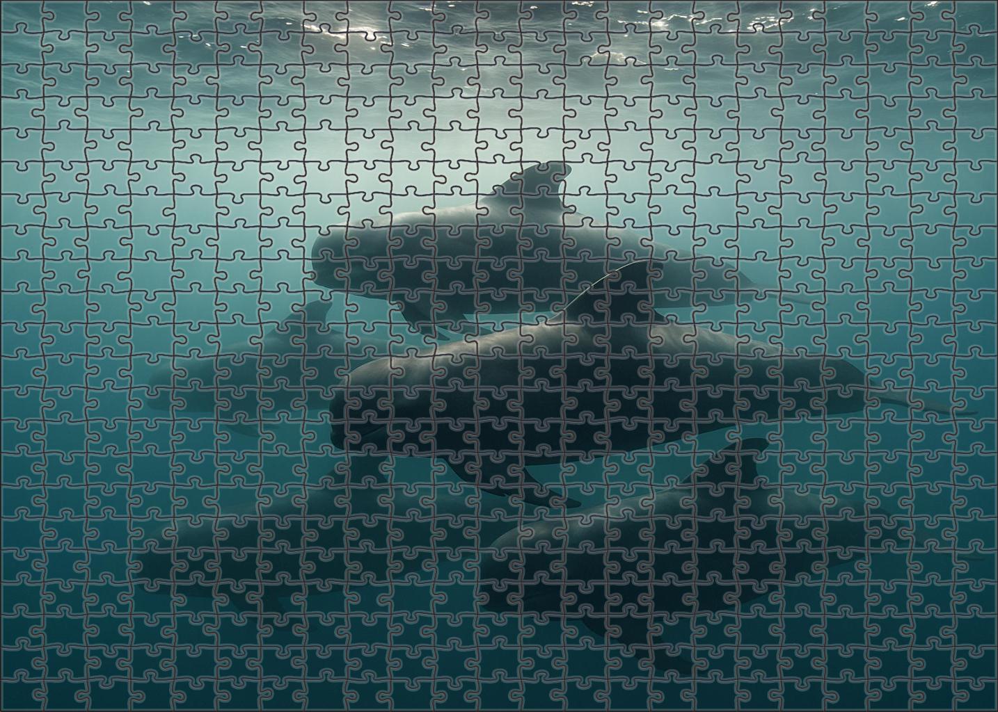 Slateback Pilot Whale Sleek Social Marine Mammal With Distinctive Dorsal Marking Puzzle Fun