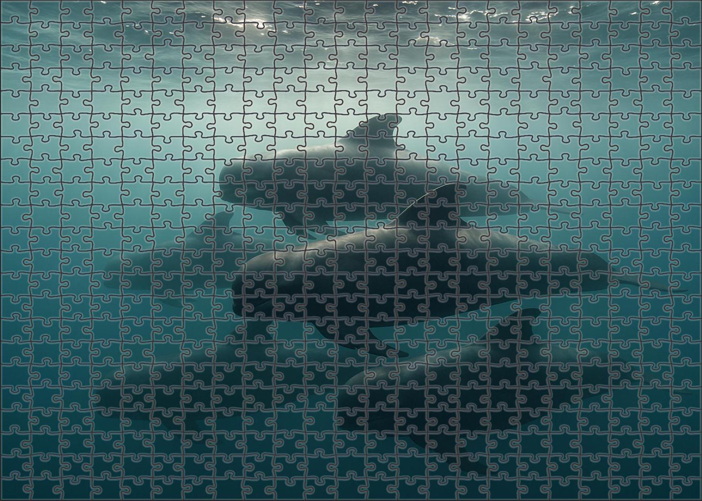 Slateback Pilot Whale Sleek Social Marine Mammal With Distinctive Dorsal Marking Puzzle Fun