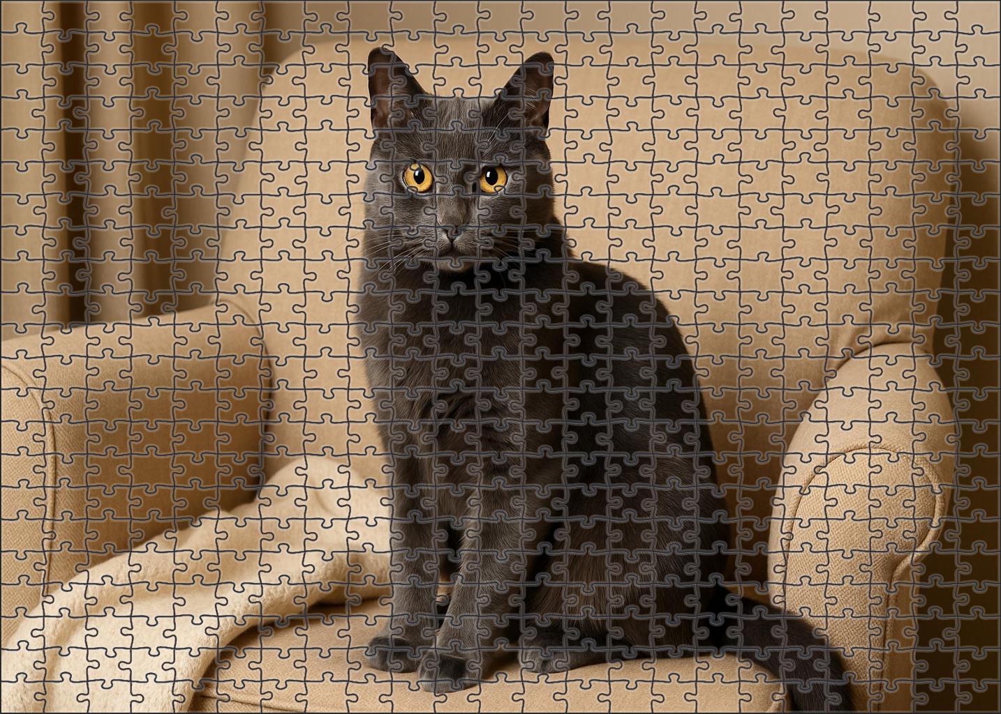 Silver Lining Glossy Gray Shorthair With Calm Confidence 1000 Piece Puzzle