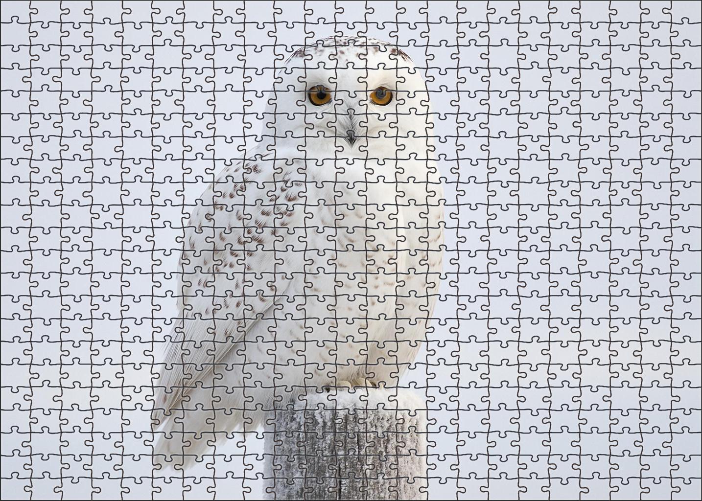 Snowy Owl The Arctic Sentinel Large Format Puzzle