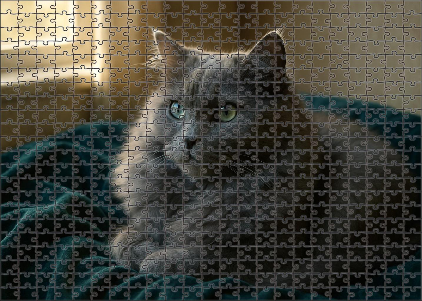 Opaline Mist Silky Blue-grey Longhair With Gentle Disposition Puzzle Fun